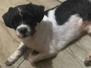 Cachorro raça Shitzu idade 1 ano nome Pingo 