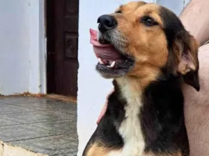 Cachorro raça SRD-ViraLata idade 3 anos nome Joaninha