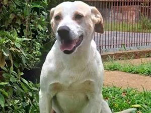 Cachorro raça SRD idade 2 anos nome Teddy