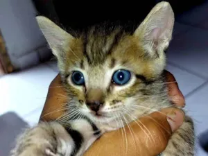 Gato raça SRD idade Abaixo de 2 meses nome Não definido 