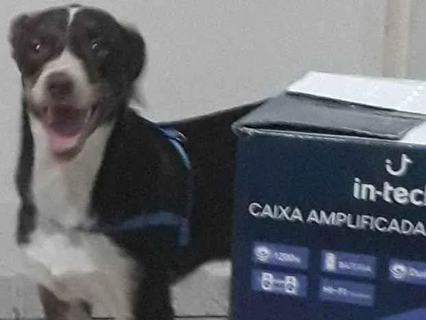 Cachorro ra a N sei  idade 2 a 6 meses nome Coraçao