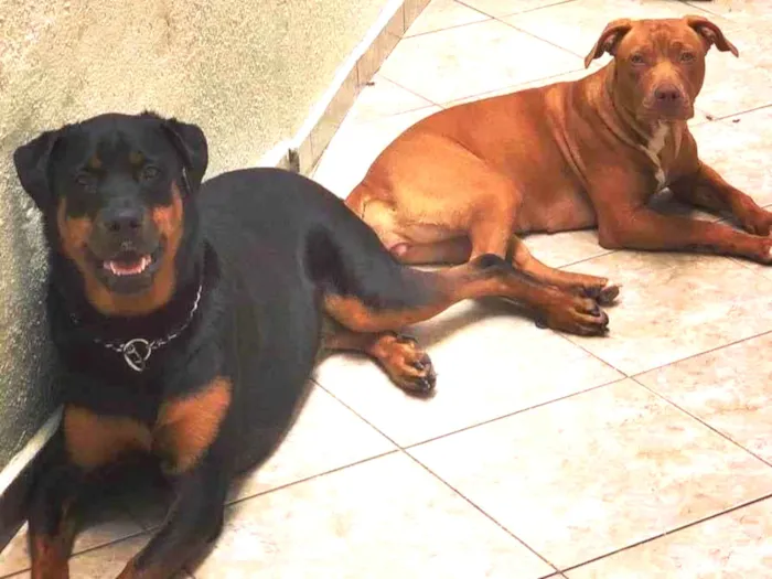 Cachorro raça Rottweiler idade 6 ou mais anos nome JADE - ARIEL