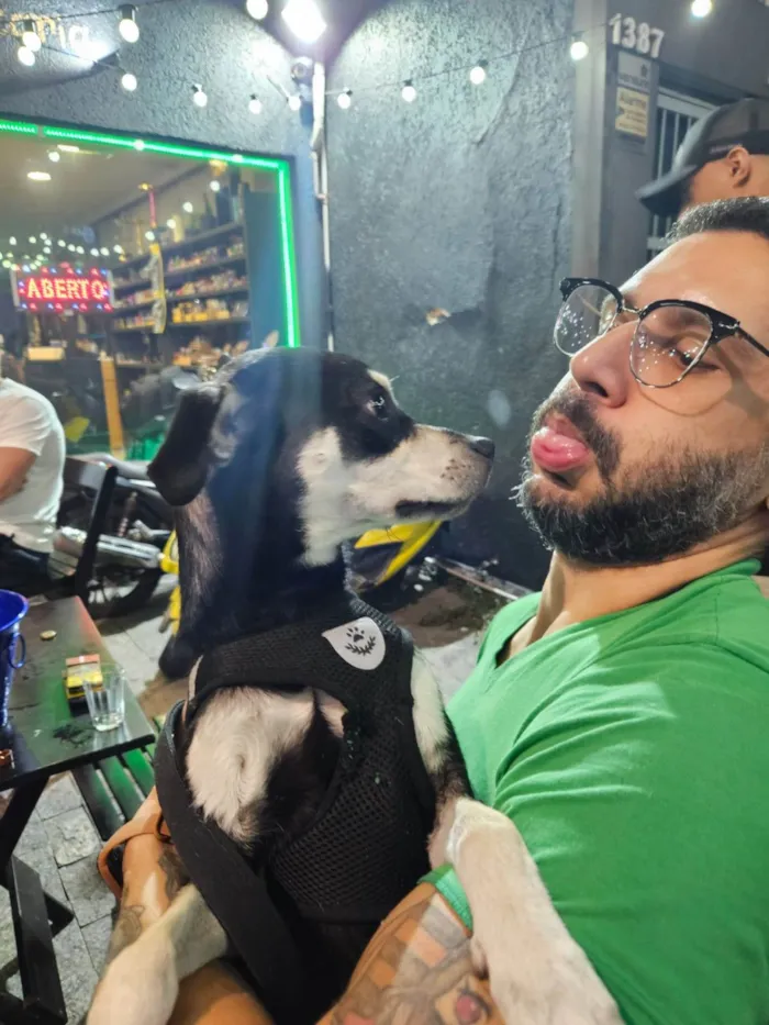 Cachorro raça SRD-ViraLata idade 7 a 11 meses nome Nico