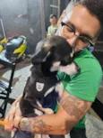 Cachorro raça SRD-ViraLata idade 7 a 11 meses nome Nico