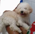 Dex 