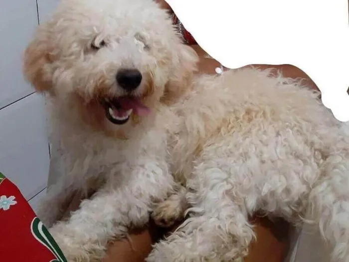 Cachorro ra a Poodle  idade 1 ano nome Dex 