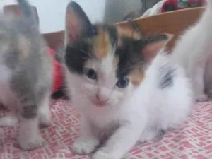 Gato raça  idade Abaixo de 2 meses nome Sem nome