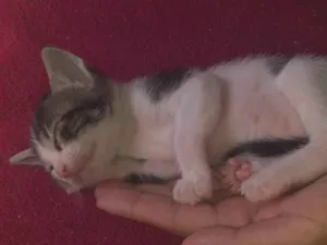 Gato raça Dragão li  idade Abaixo de 2 meses nome Sem nome