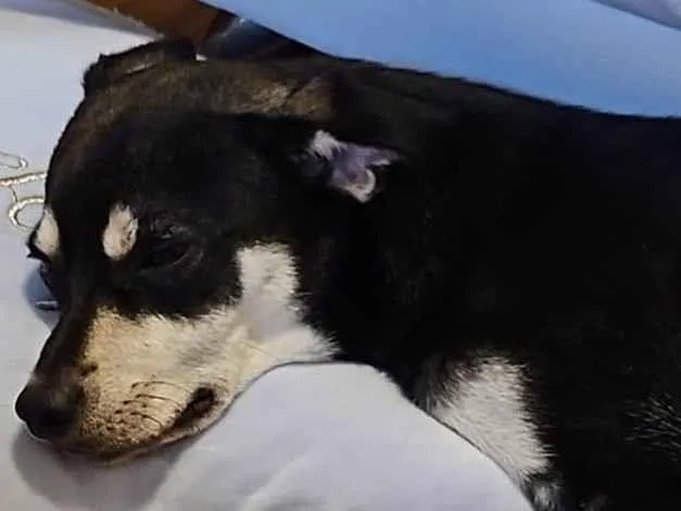 Cachorro raça SRD-ViraLata idade 7 a 11 meses nome Nico