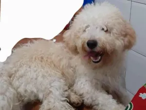 Cachorro raça Poodle  idade 1 ano nome Dex 