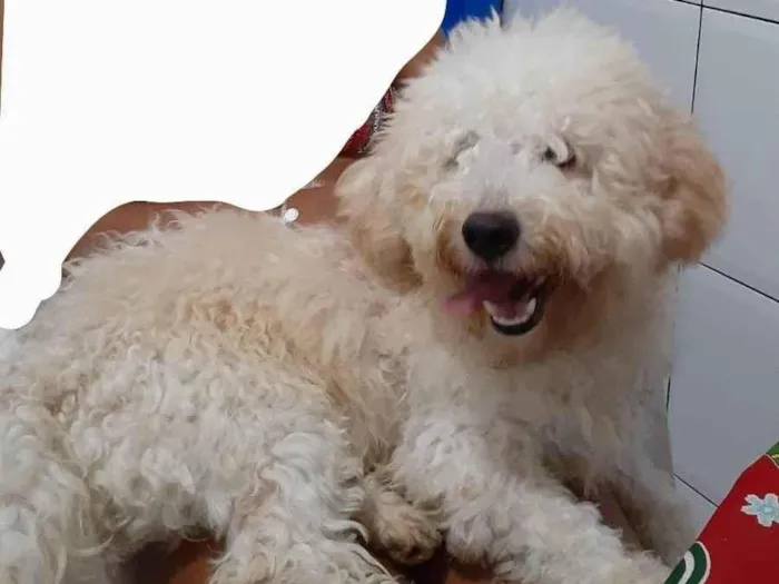 Cachorro ra a Poodle  idade 1 ano nome Dex 