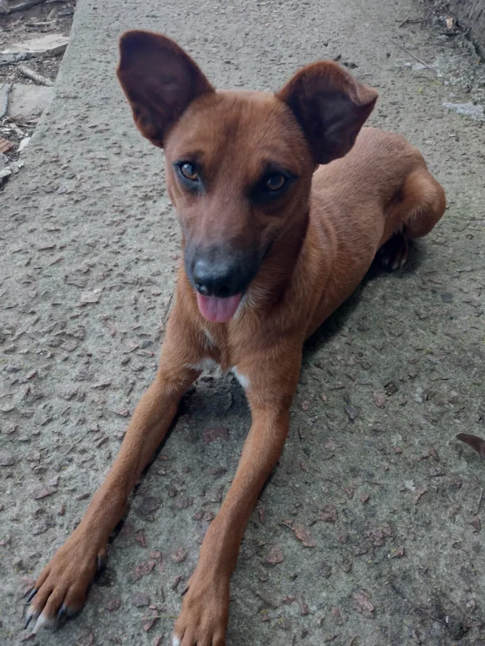 Cachorro ra a SRD-ViraLata idade 1 ano nome Caramelo 