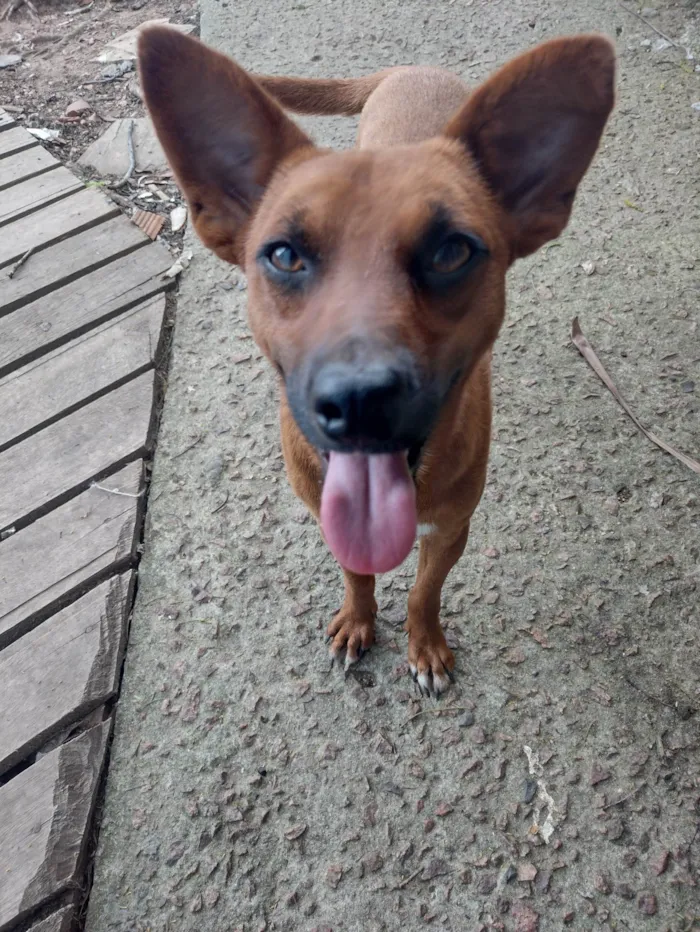 Cachorro ra a SRD-ViraLata idade 1 ano nome Caramelo 