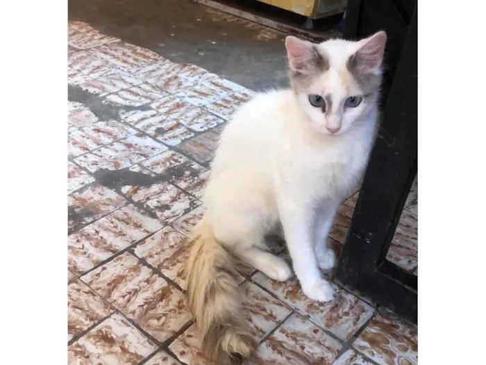 Gato raça srd idade 1 ano nome Cristal