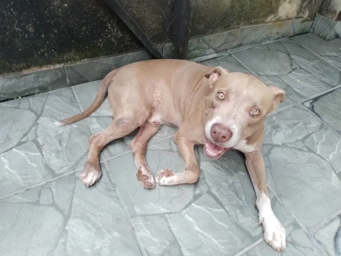 Cachorro ra a Pit-Bull idade 7 a 11 meses nome Kimura 