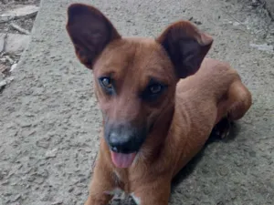 Cachorro raça SRD-ViraLata idade 1 ano nome Caramelo 