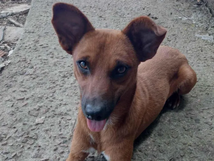 Cachorro ra a SRD-ViraLata idade 1 ano nome Caramelo 