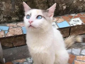 Gato raça srd idade 1 ano nome Cristal