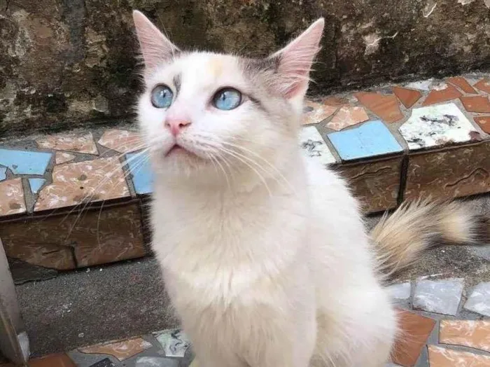 Gato raça srd idade 1 ano nome Cristal