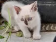 pompom