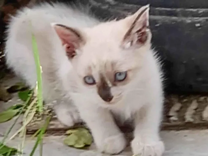 Gato ra a  idade Abaixo de 2 meses nome sem nome