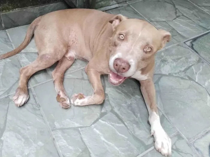 Cachorro ra a Pit-Bull idade 7 a 11 meses nome Kimura 