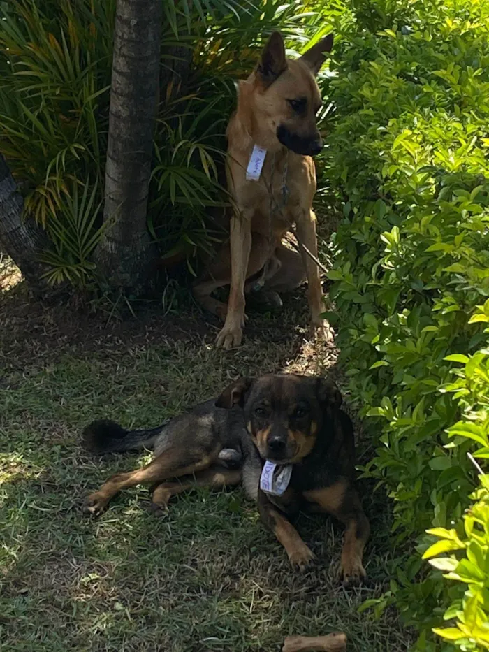 Cachorro ra a SRD-ViraLata idade 7 a 11 meses nome yrlei, fofuxo 