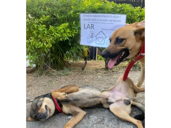 Cachorro ra a SRD-ViraLata idade 7 a 11 meses nome yrlei, fofuxo 