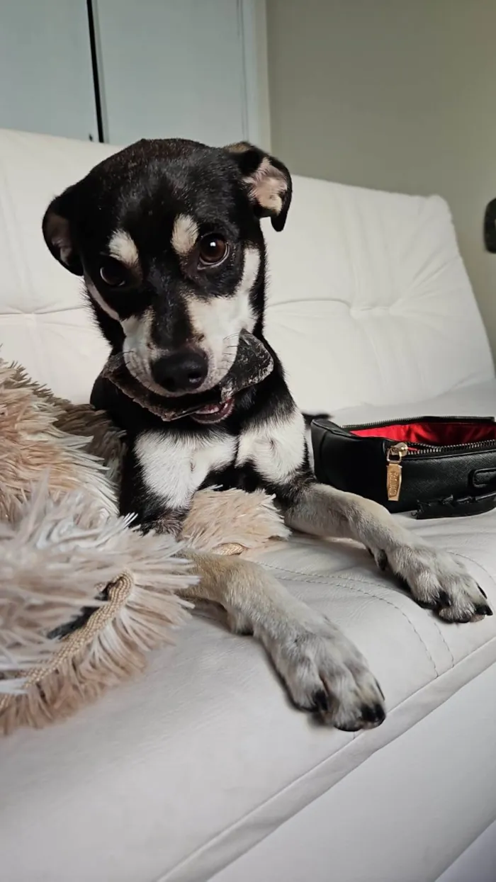 Cachorro raça SRD-ViraLata idade 7 a 11 meses nome Nico