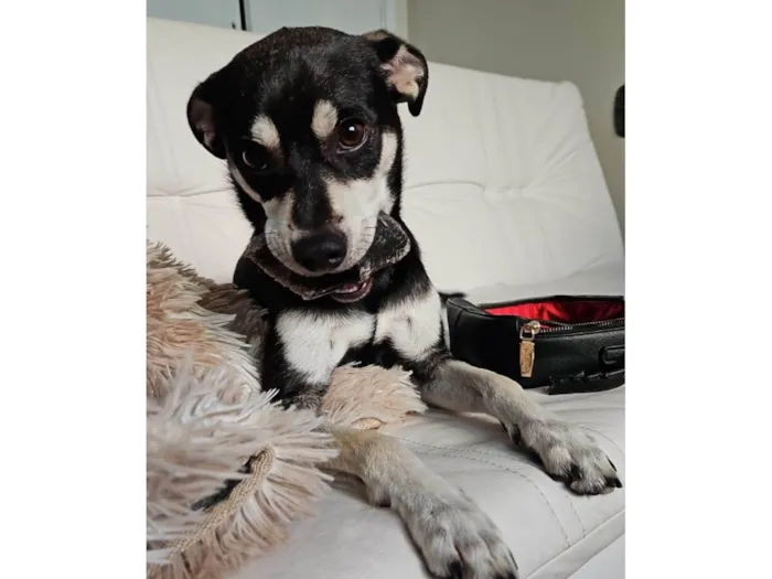 Cachorro raça SRD-ViraLata idade 7 a 11 meses nome Nico