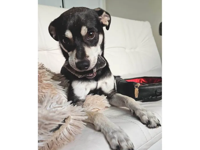 Cachorro raça SRD-ViraLata idade 7 a 11 meses nome Nico