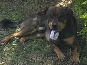 Cachorro raça SRD-ViraLata idade 7 a 11 meses nome yrlei, fofuxo 