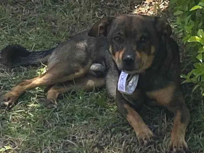 Cachorro ra a SRD-ViraLata idade 7 a 11 meses nome yrlei, fofuxo 