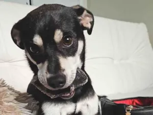 Cachorro raça SRD-ViraLata idade 7 a 11 meses nome Nico