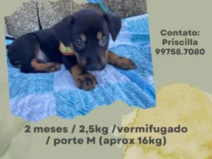 Cachorro raça SRD idade 2 a 6 meses nome Jack