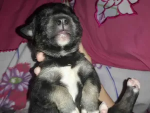 Cachorro raça Misturada  idade Abaixo de 2 meses nome Xuxa