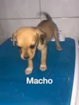 Caramelo