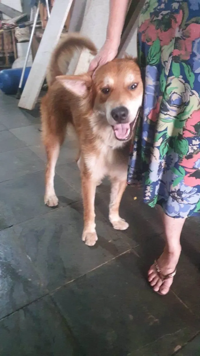 Cachorro raça SRD idade 2 anos nome Thor