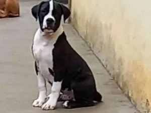 Cachorro raça Pit-Bull com dogo argentino idade 1 ano nome ZEUS