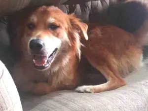 Cachorro raça SRD idade 2 anos nome Thor