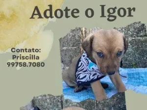 Cachorro raça SRD idade 2 a 6 meses nome Igor