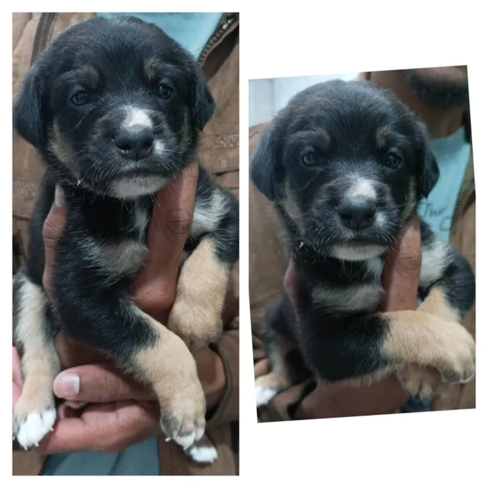 Cachorro raça SRD-ViraLata idade Abaixo de 2 meses nome Jhon