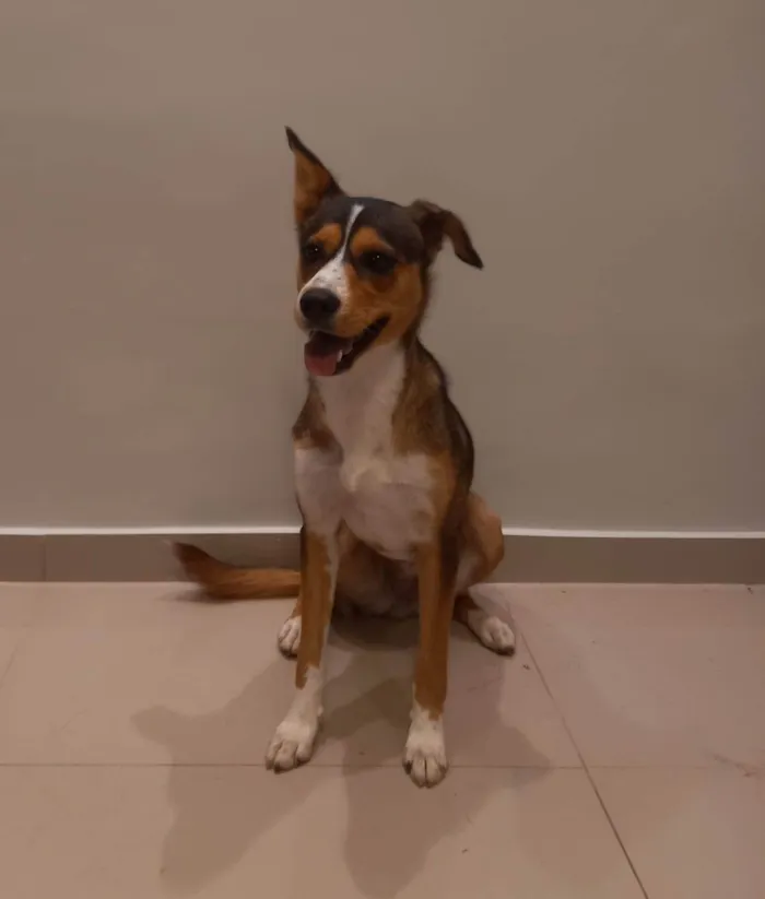 Cachorro ra a Husky + Salsicha idade 1 ano nome Safira