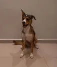 Safira