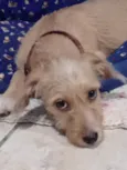Cleiti
