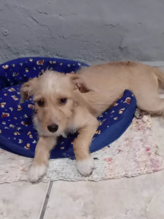 Cachorro raça SRD-ViraLata idade 2 a 6 meses nome Cleiti