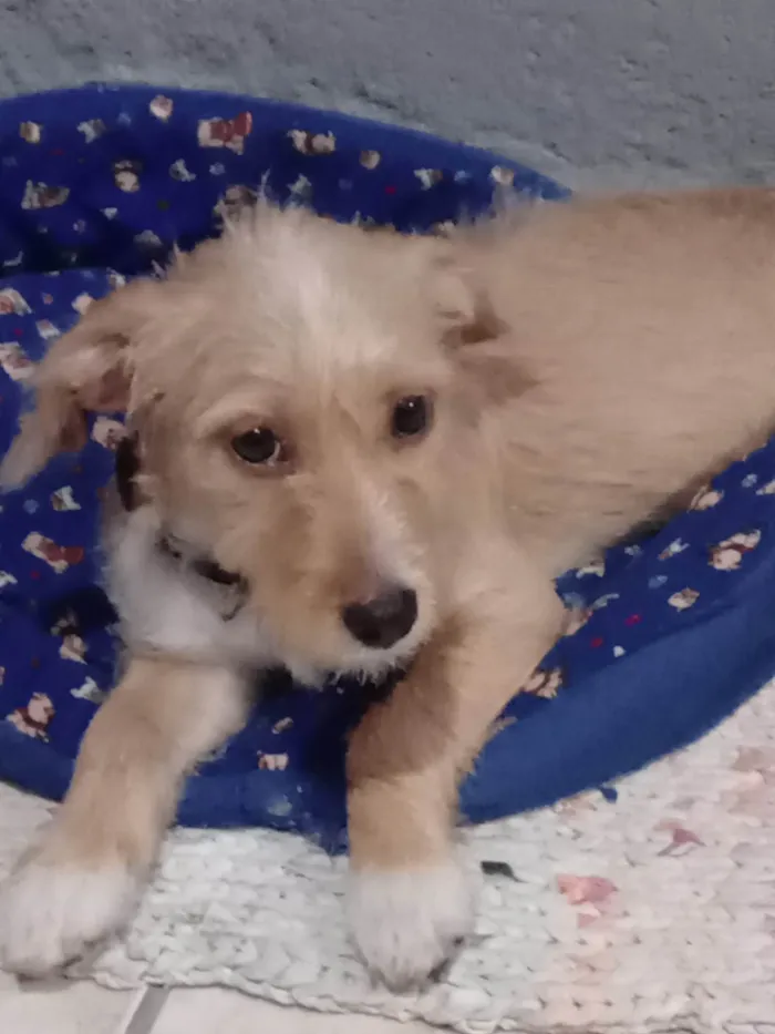 Cachorro raça SRD-ViraLata idade 2 a 6 meses nome Cleiti