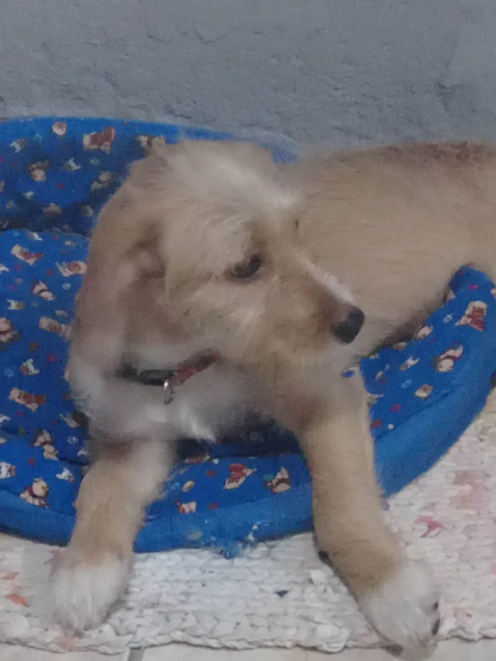 Cachorro raça SRD-ViraLata idade 2 a 6 meses nome Cleiti