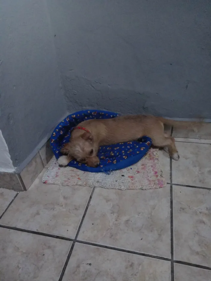 Cachorro raça SRD-ViraLata idade 2 a 6 meses nome Cleiti