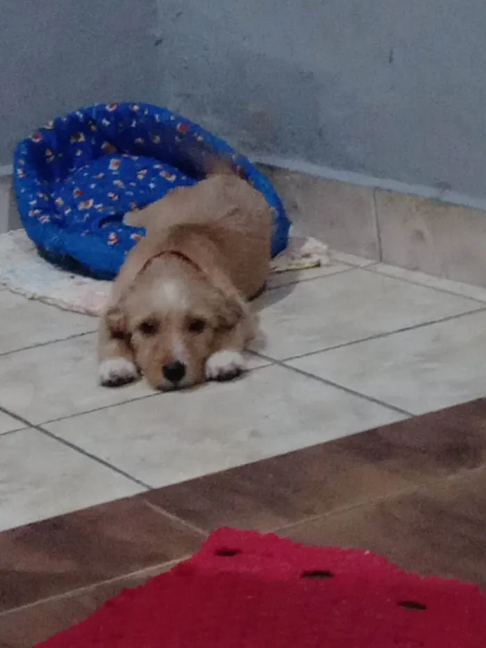 Cachorro raça SRD-ViraLata idade 2 a 6 meses nome Cleiti